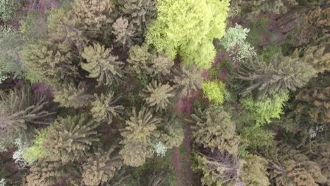 Flying-over-a-spruce-forest-.-Verdun-forest,-Lorraine,-France.-Drone-view.